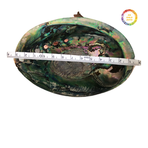 Green <b>Abalone</b> <b>Shell</b> Glossy Finish for Home Decor - Product Image 4