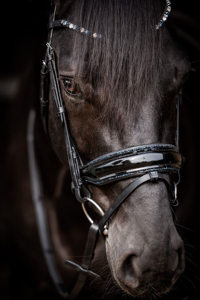 Brida de cuero premium Horsekraft HK-BR230, la más vendida, con cabezada anatómica suavemente acolchada, cristales y narquiler transpirable. - Product Image 2