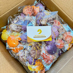 หอยสังข์และหอยเชลล์แบบผสม  หอยทะเลธรรมชาติสำหรับงานประดิษฐ์ตกแต่ง  ผู้ผลิตเวียดนาม ส่งออกจำนวนมาก - Product Image 1