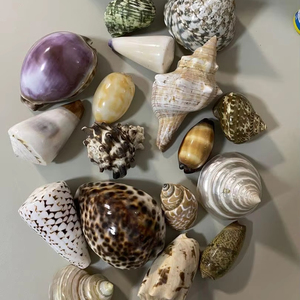 เปลือกหอยจำนวนมากสำหรับตกแต่งงานอีเว้นท์และอุปกรณ์จัดปาร์ตี้ - Product Image 1