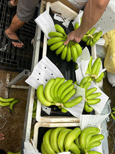 Alta calidad Vietnam Cavendish Banana Fresh Farm Export Suministro estable Embalaje profesional Estándar internacional - Product Image 4