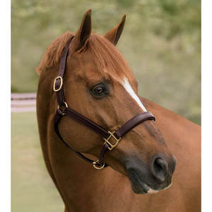 Personaliza tu halter de cuero de acabado fino y duradero para caballo - Product Image 3