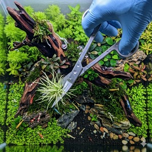Tijeras para Acuario de 10 Pulgadas, Acero Inoxidable, Herramienta para Cortar Plantas Acuáticas, Fabricante OEM - Product Image 1