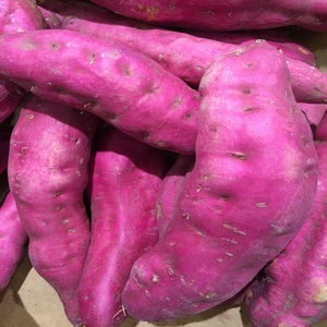 100% Natural Purple Sweet Potato <b>Root</b> Extract Powder <b>Spray</b> Dried Food Grade for Beverages and Desserts Made in Thailand - Product Image 2