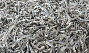 ปลาแอนโชวี่แห้งโปรตีนสูงสำหรับการแปรรูปอาหาร ผู้จัดจำหน่ายขายส่ง - Product Image 2