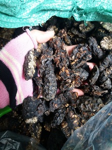 Noni Seco Procesado con Cuidado para Té, Molienda en Polvo y Uso en la Elaboración de Alimentos - Product Image 5