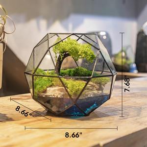 Premium Glass Terrarium Botanical <b>Display</b> <b>Case</b> Suitable For Minimal Modern Interior Design And Clean Table <b>Display</b> From India - Product Image 6