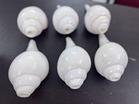 Coquilles de conque naturelles brutes en vrac, grandes coquilles décoratives en forme de trompette pour la décoration intérieure, les rituels de Pooja, les mariages sur la plage, les objets nautiques et la décoration de conifères.