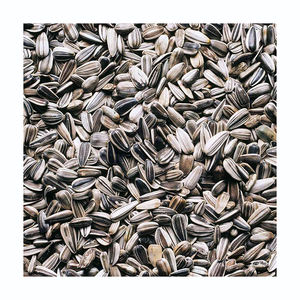 Graines de tournesol en gros, prix réduit, prix bas, noyaux frais - Product Image 3