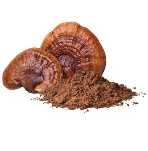 Extrait de poudre de champignon Ganoderma biologique en gros – Reishi de haute qualité, superaliment pour le bien-être, l'énergie et la défense immunitaire - Product Image 2
