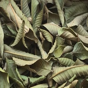 Hojas de Guayaba Secas para Té de Hierbas, Naturales, Premium, 99 Gold Data Vietnam, Venta al por Mayor, Hai Duong, 24 Meses de Vida Útil - Product Image 6