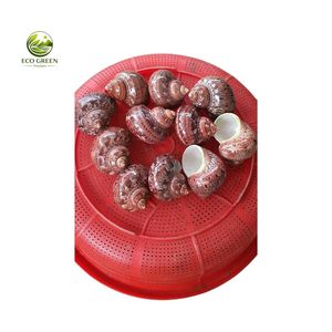 เปลือกหอยลายเสือขัดเงา ยี่ห้อ Leporicypraea Mappa S Cypraea Argus Eyed ของแท้จากเวียดนาม สำหรับงานฝีมือและของตกแต่ง ขายส่งจากโรงงาน - Product Image 4