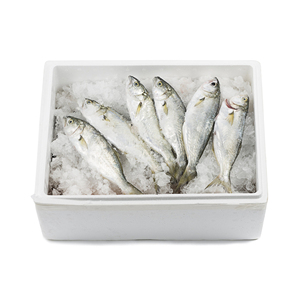 ปลาทิลาเปียแช่แข็ง จำหน่ายจำนวนมากเพื่อการส่งออก - Product Image 1