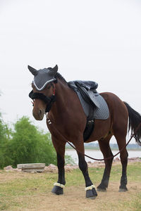 Variedad de Diseños Elegantes, Correa Larga de Acero Inoxidable con Gancho de Seguridad para Caballos, Ponis, Cabras y Almohadillas de Silla de Montar - Product Image 5