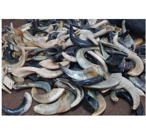 Venta al por mayor de cuerno Shofar tradicional hecho a mano Rosh Hashanah Yom Kippur Bar Mitzvahs y uso de SINAGOGA - Product Image 1