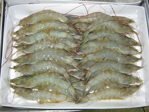 กุ้งแวนนาไมเกรดพรีเมียม แช่แข็ง ไม่มีหัว ปอกเปลือก อบสุกในกล่อง จากเวียดนาม SASUWO ได้รับการรับรองฮาลาล ราคาดีที่สุด ปี 2023 - Product Image 5
