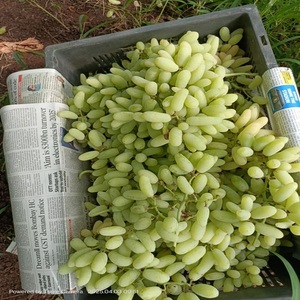 Uvas Verdes Naturales Frescas con Sabor Jugoso, Bocados Crujientes y Apariencia Premium para Supermercados, Tiendas de Comestibles y Comerciantes - Product Image 5