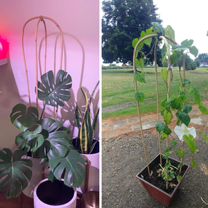 Arco de bambú natural de 3/4/6 pies para plantas trepadoras, decoración de jardín, de Vietnam - Product Image 4