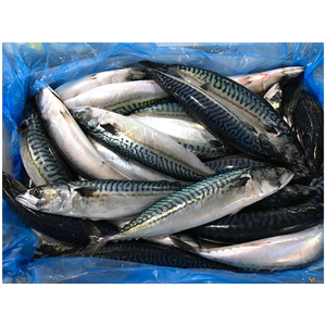 Pescado macarela del Pacífico entero y congelado para exportación - Product Image 1