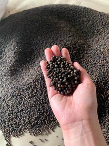 Pimienta Negra Vietnamita Limpia, Seca, Cruda, Procesada ASTA - Precio Competitivo Directo de Fábrica (Joice) - Product Image 1