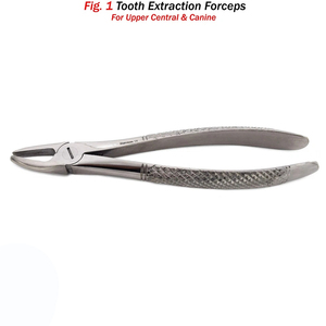 ฟันสกัดคีม Fig 1ฟันบนกลางด้านข้างเขี้ยว - Product Image 2
