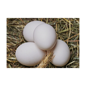 ไข่ไก่สดเข้มข้น ขนาดใหญ่ ปริมาณมาก สำหรับการส่งออกและตลาดการค้า - Product Image 5