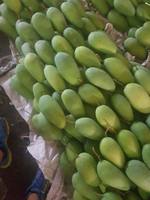 Beste export groothandel verse mango uit Vietnam, hoge kwaliteit, lage prijs, 99GD fabriekskwaliteit, 10-12cm, 0,25kg