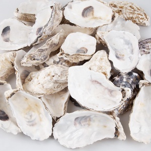 Mejor precio en conchas de ostra naturales, conchas marinas de fábrica para decoración y proyectos de manualidades. - Product Image 4