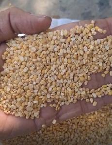 Moong Dal de Qualité Supérieure, Haricot Vert Entier Non Poli, Naturellement Nettoyé, Riche en Protéines, Marque Kyaari, Pour la Cuisson et l'Exportation, 30kg - Product Image 3