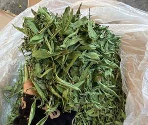 Hojas de Stevia Secas al Sol de Primera Calidad, 500g, Bolsa con Cierre Hermético para Bebidas Herbales y Preparación de Té - Product Image 1