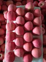 Leveren Rode Fuji Appel Verse Fuji Appels Uit China Rode Heerlijke Appels Export Met Lage Prijs Uit China