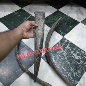 Cuerno largo de búfalo de agua con punta para la fabricación de arcos tradicionales, y mango para cuchillos y rasuradores, y gafas de primera calidad. - Product Image 4