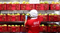 Mango Concentraat 10 Kg Sap Basis 1 Zak Oem Odm Private Label Brc Halal Haccp Organisch Gratis Monster Vietnam Export