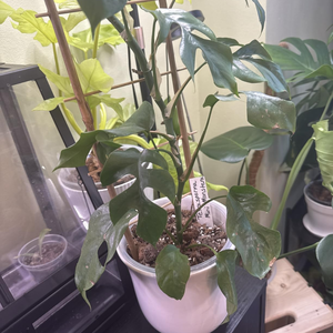 Treillis en bambou à prix de gros pour plantes grimpantes, décoration intérieure et jardin, provenant d'une usine B2B du Vietnam - Product Image 3