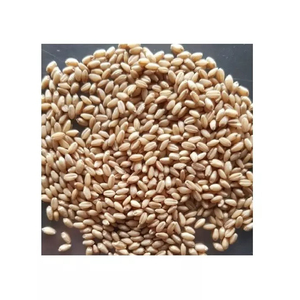 Grano de Trigo Integral de Primera Calidad, 100% Natural, Rico en Nutrientes, Certificado por FSSAI, ISO y HACCP, 2 Años de Vida Útil, Calidad de Exportación - Product Image 1