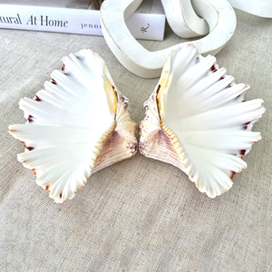 Conchas de almeja gigantes a buen precio, conchas de almeja para decoración, las más vendidas, concha de almeja marina para exhibición en la playa - Product Image 6