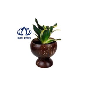 BEST SELLING BLUE LOTUS Natural Coconut Shell Pot | Eco-Friendly Hanging Farmhouse Style Planter for Raised Bed & Garden Decor - Product Image 1