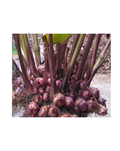 Fournitures d'usine : Poudre d'amidon de canna 100 % pure et biologique, séchée à l'air chaud, disponible en vrac, avec personnalisation de marque privée. - Product Image 1