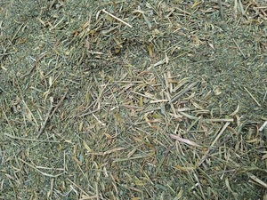 Herbe séchée d'Andrographis Paniculata de qualité supérieure, feuilles naturelles coupées d'Andrographis Paniculata - Product Image 4
