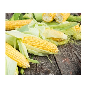 ข้าวโพดเหลือง - ข้าวโพดหวานเหลืองไทยขายส่งสำหรับอาหารสัตว์ - Product Image 6