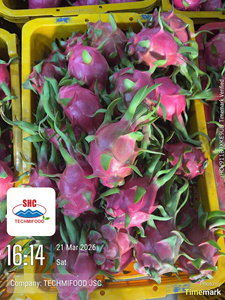 Fruta del Dragón Fresca de Vietnam – Dulce, Jugosa, Calidad Premium para el Mercado Mayorista de India - Product Image 3