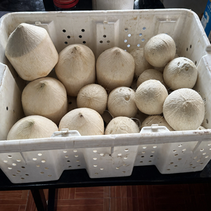 มะพร้าวน้ำหอมสดพรีเมียม / มีน้ำเยอะ / รสหวานธรรมชาติ / พร้อมส่งออก / คุณอลีนา - Product Image 3