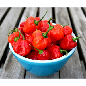 Pimiento Habanero Fresco y Natural para la Elaboración de Salsas Picantes, Fabricación de Especias, Distribución de Ingredientes Alimenticios e Internacional - Product Image 1