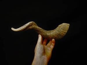Shofar en corne de bœuf naturelle de haute qualité pour la fête de Rosh Hashanah, artisanat casher Hs Husnain, poli, toucher réel - Product Image 2