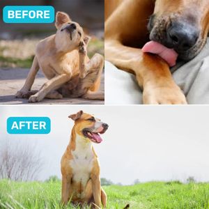 Complément alimentaire pour animaux de compagnie, comprimés probiotiques pour chiens, OEM/ODM, soutient la santé intestinale et la fonction digestive, soutient le système immunitaire, soutient la flore intestinale - Product Image 5
