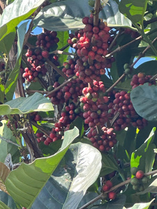 100% café en grains torréfiés Robusta boîte caféinée emballage étanchéité Zip Pack Dalakon Dak Lak 1kg café moulu - Product Image 3