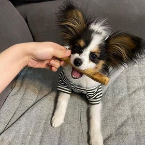 Juguetes Masticables de Madera de Café Hechos a Mano, Modernos y de Lujo para Perros - Limpieza Dental, Ecológicos, Artículos para Mascotas de Navidad - Product Image 1