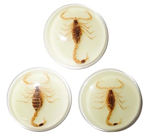 Golden Scorpion Real Specimen Plastic Cabochon Round 38.5x38.5 mm Glow Flat Bottom for Crafts and Jewelry Making - Product Image 4