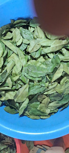 Hojas de guanábana orgánicas secas de primera calidad, tamaño grande, hoja entera de guanábana para ingredientes alimenticios, paquete a granel, precio de exportación al por mayor - Product Image 2