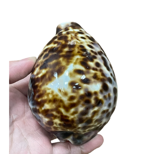 Polished Durable Vietnam Ocean Tiger Cowrie <b>Abalone</b> Snail Conch <b>Shells</b> Half Piece Wholesale Crafts Furniture Decoration Natural - Product Image 1